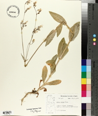 Silene csereii image