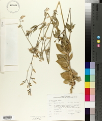 Silene csereii image