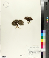 Silene acaulis var. acaulis image