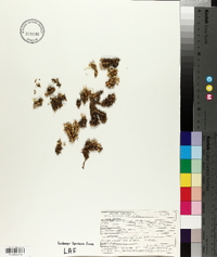 Silene acaulis image