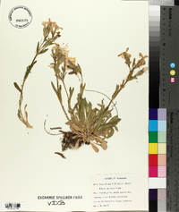 Silene caroliniana image