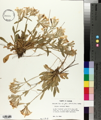 Silene caroliniana subsp. wherryi image