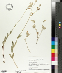 Silene vulgaris image