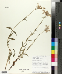 Silene vulgaris image