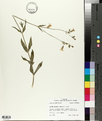 Silene vulgaris image