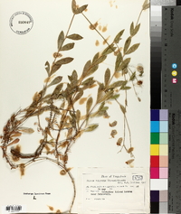 Silene vulgaris image