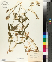 Silene vulgaris image