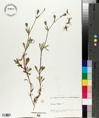 Silene scabriflora image