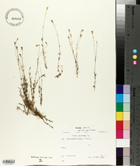 Silene saxifraga image