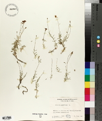 Silene saxifraga image
