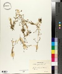 Silene rupestris image