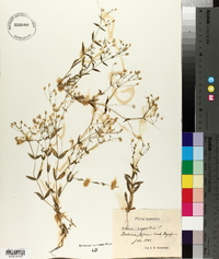 Silene rupestris image