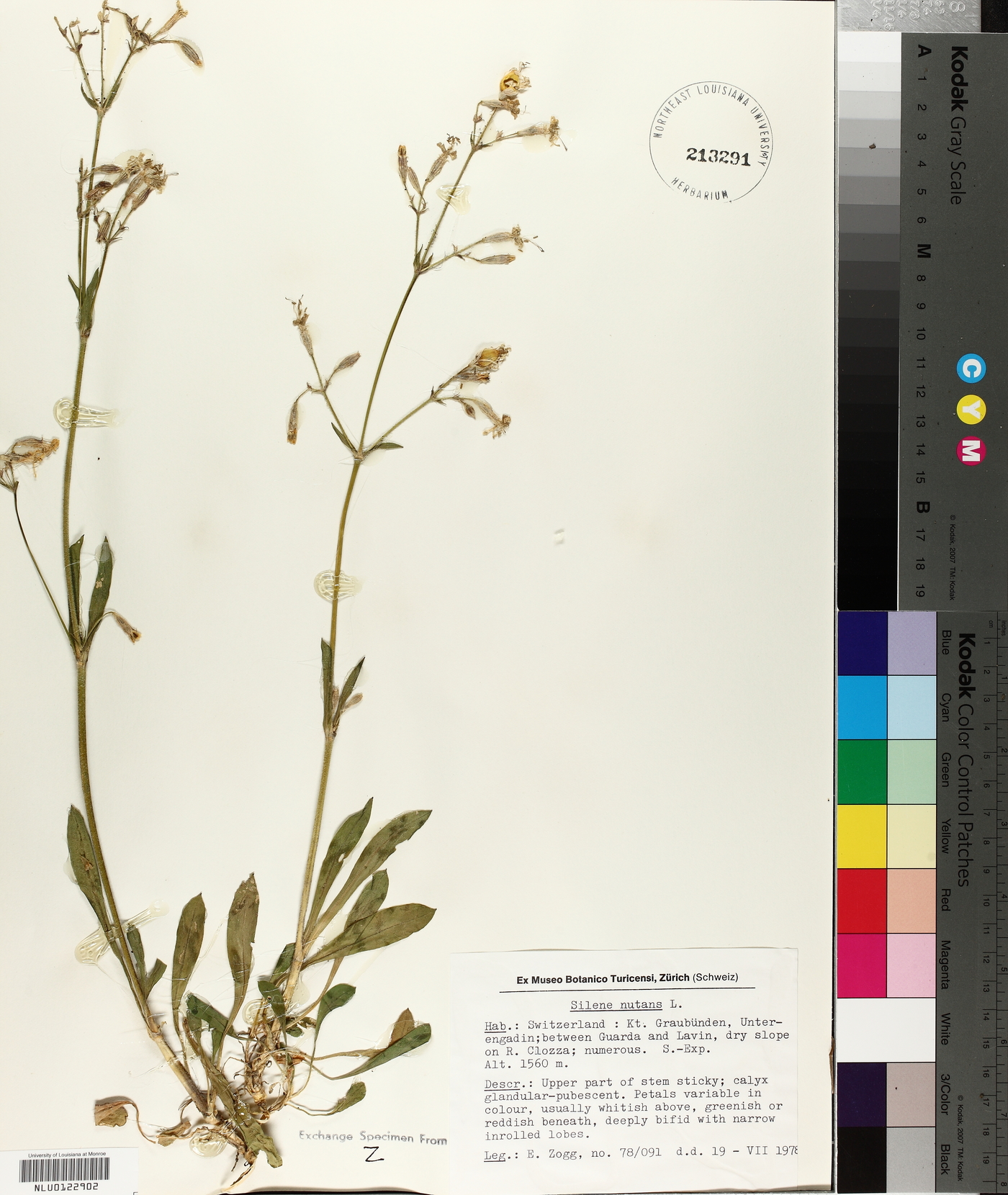 Silene nutans image