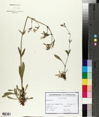 Silene nutans image