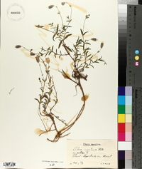 Silene uniflora image