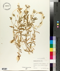 Silene uniflora image