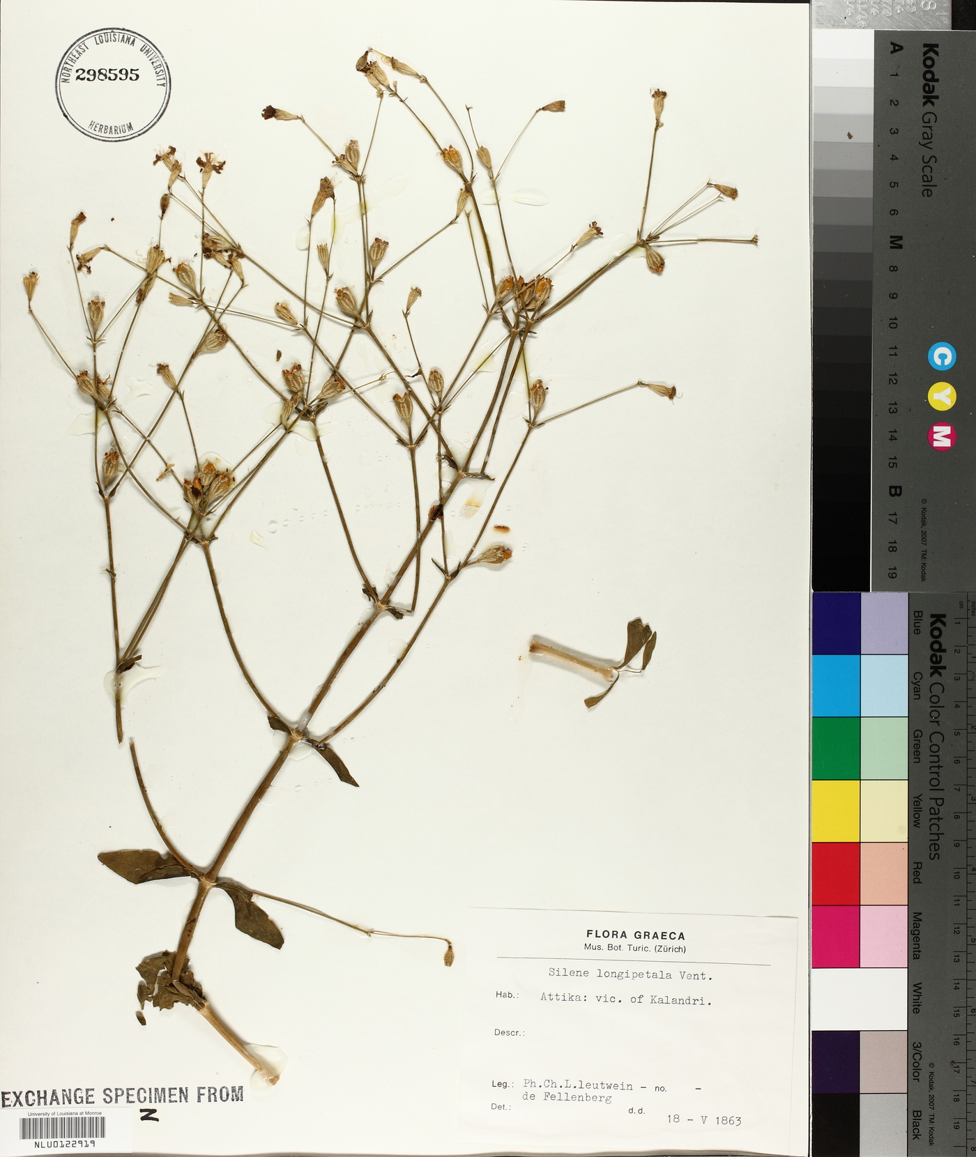 Silene longipetala image
