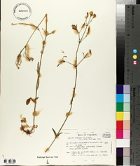 Silene italica image