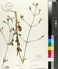 Silene italica image