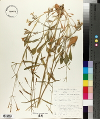 Silene italica image