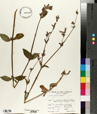 Silene dioica image