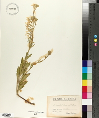 Silene dichotoma image