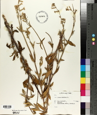 Silene dichotoma image