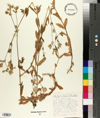 Silene vulgaris image