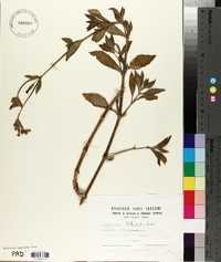 Silene latifolia image