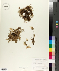 Silene acaulis image