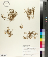 Spergularia echinosperma image