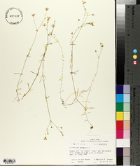 Stellaria graminea image