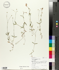 Stellaria longipes var. longipes image