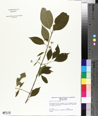 Euonymus atropurpureus image