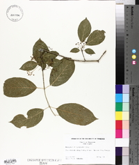 Euonymus atropurpureus image