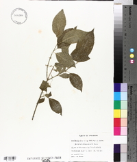 Euonymus atropurpureus image