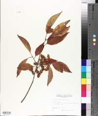 Euonymus atropurpureus image