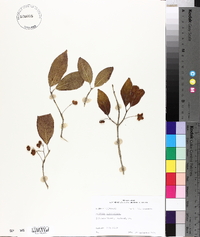 Euonymus atropurpureus image