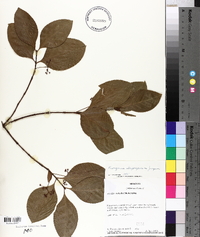 Euonymus atropurpureus image