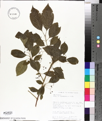 Euonymus atropurpureus image