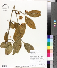 Euonymus atropurpureus image