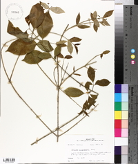 Euonymus atropurpureus image