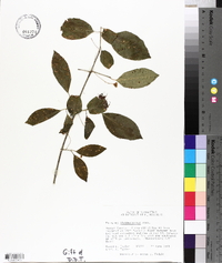 Euonymus atropurpureus image