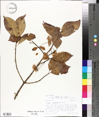 Euonymus atropurpureus image