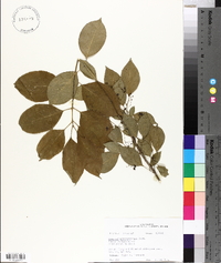 Euonymus atropurpureus image