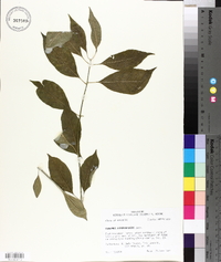 Euonymus atropurpureus image