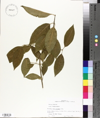 Euonymus atropurpureus image