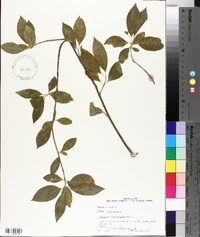 Euonymus atropurpureus image