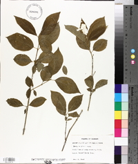 Euonymus atropurpureus image