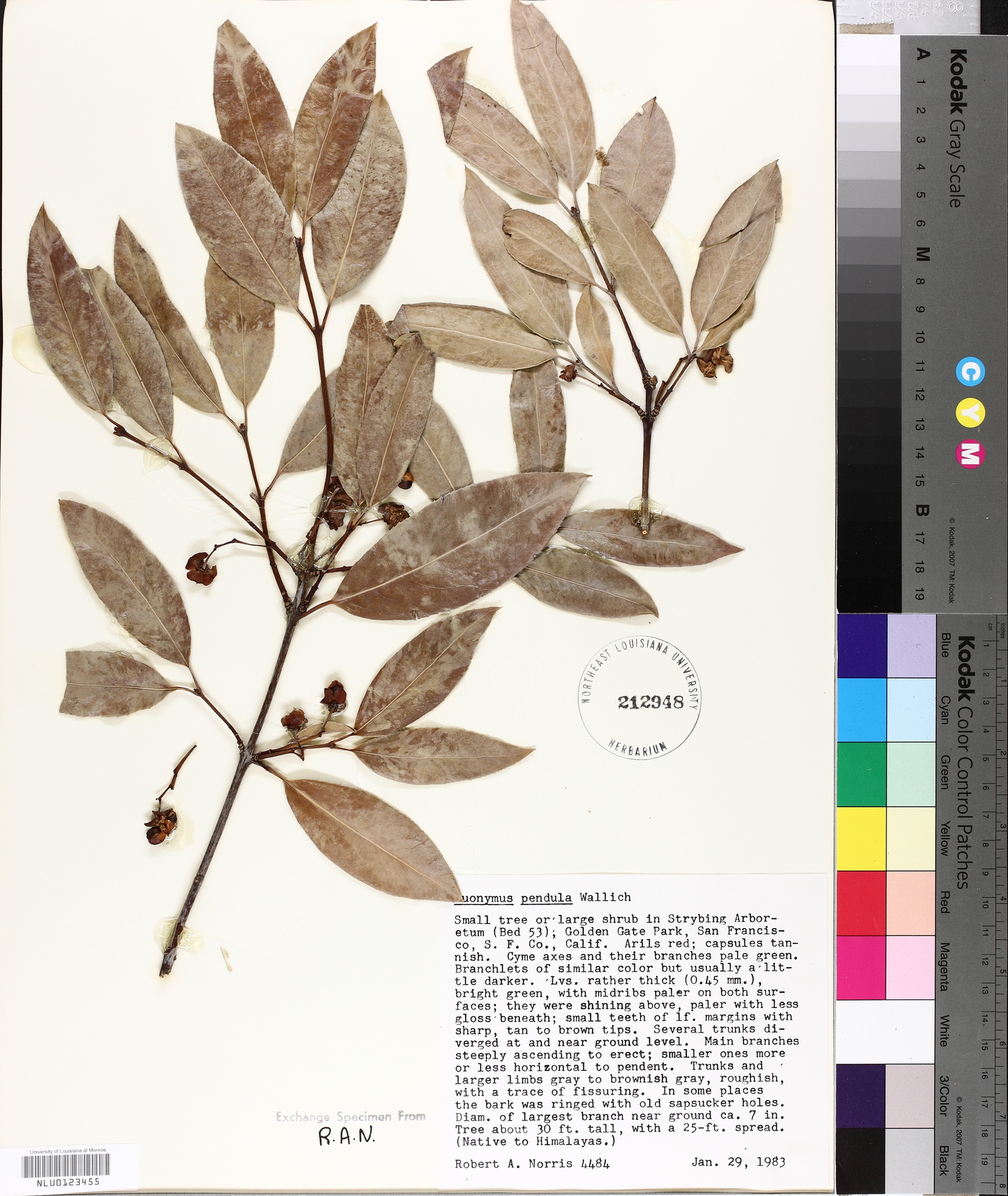 Euonymus lucidus image